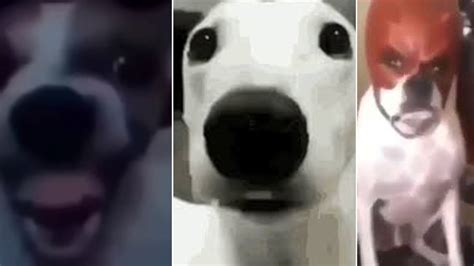 Dog Cringe Reactions | Know Your Meme