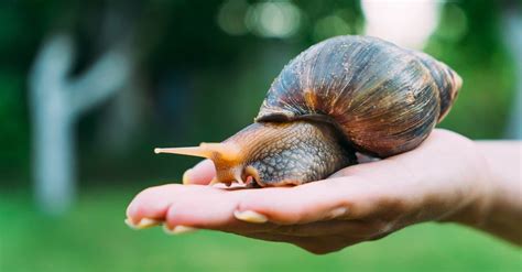 Pet Snails: How To Keep Snails Healthy & Happy - AZ Animals