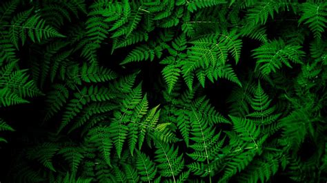 1366x768 Wallpaper leaves, plant, green | Green leaf wallpaper, Green ...