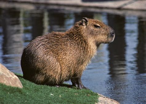 Capybara Facts, Diet, Habitat, Lifespan, as Pets, Pictures