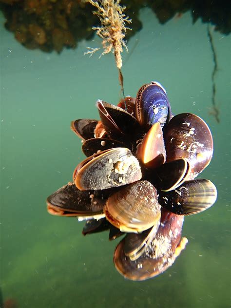 Mussels Underwater Sea - Free photo on Pixabay - Pixabay