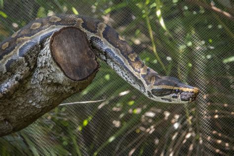 African Rock Python