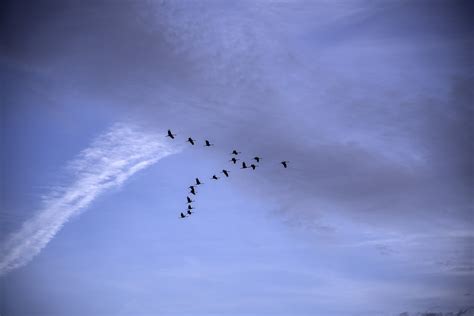 Geese flying in V Formation at Ferry Bluff, Wisconsin image - Free ...