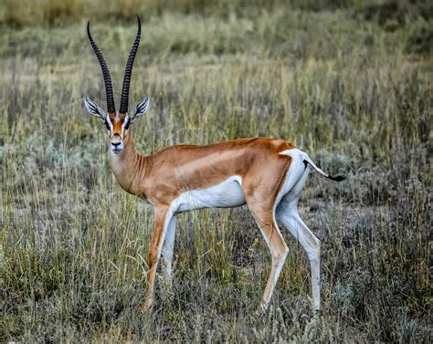 Cannundrums: Grant's Gazelle