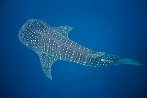 Five Incredible Whale Shark Discoveries of the Last Decade