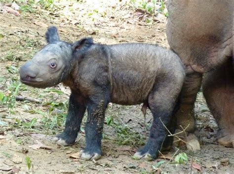 Baby Sumatran Rhino