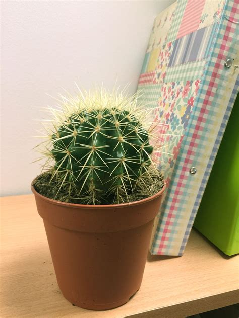 1 LARGE MATURE CACTI CACTUS SUCCULENT OFFICE INDOOR GARDEN PLANT @ 12cm ...