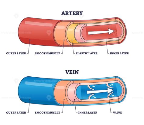 Artery vs vein structure compared with anatomical differences outline ...