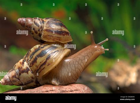 Giant African land snail (Achatina albopicta), one snail one the snail ...