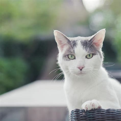 Grey And White Cat Photograph by Cindy Prins