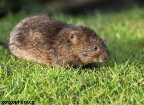 How to Get Rid of Vole – Pest Supply Canada