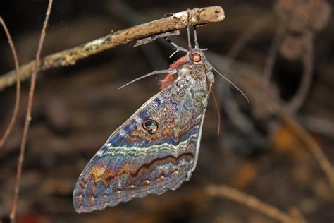 Black Witch Moths: A Night-Time Trick or Treat