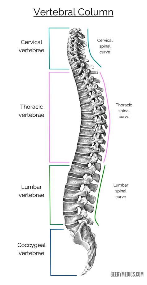 Diagram Of Backbone / Lumbar Spine Anatomy : Backbone.js is a ...