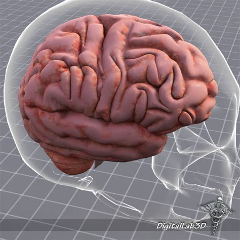 Human Brain Anatomy sulcus 3D model | CGTrader