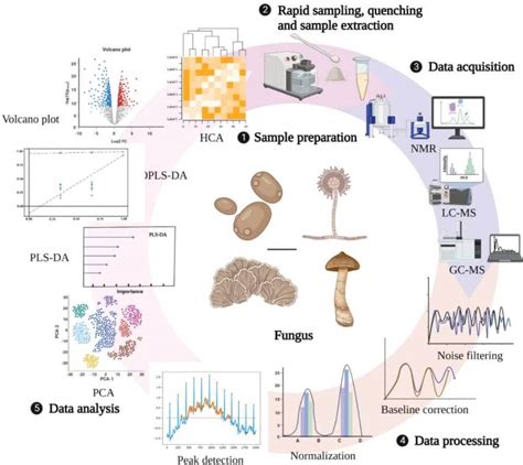 Fungal Metabolomics Analysis - Lifeasible