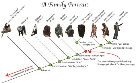 A portrait of the primate tree of life. Description from edaphics ...