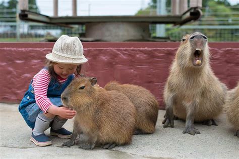 Capybaras with Other Animals: Do They Really Get Along with Everyone ...