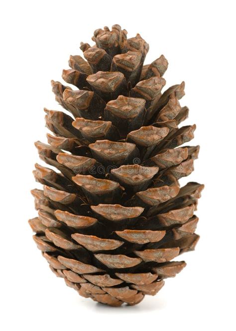 Pine cone stock photo. Image of cone, christmas, cedar - 35149592