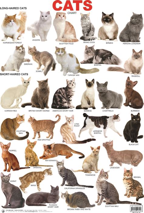 Big Cat Breeds List