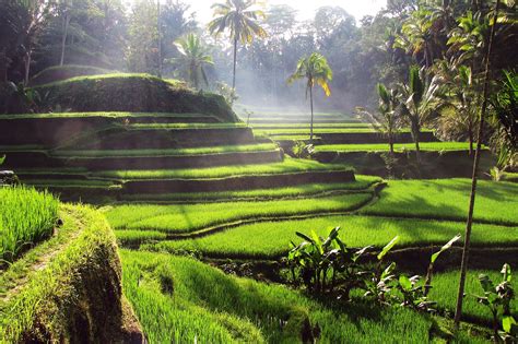 Tegallalang Rice Terraces in Bali - Popular and Scenic Attraction in ...