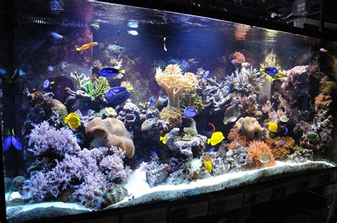 Ikan Hias Aquarium - Homecare24