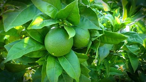 The Difference Between A Lime and A Lemon Tree