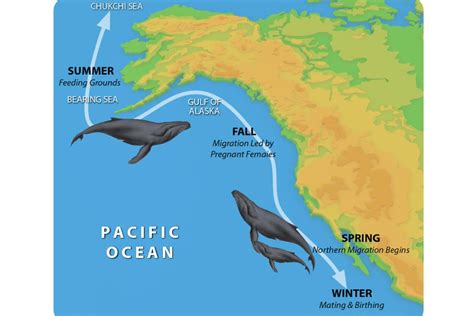 Whale Trail: The Migration of Gray Whales | Sea Kayak Adventures