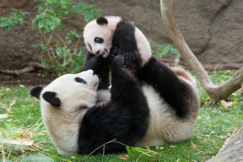 Giant Panda Mama And Cub Photograph by Zssd