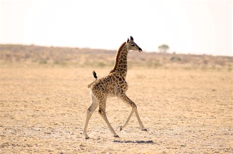 500px Blog » » 25 Photos Of Cute Baby Giraffes That Will Make Your Day ...