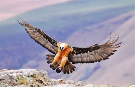 Absurd Creature of the Week: The Magnificent Bearded Vulture Only Eats ...