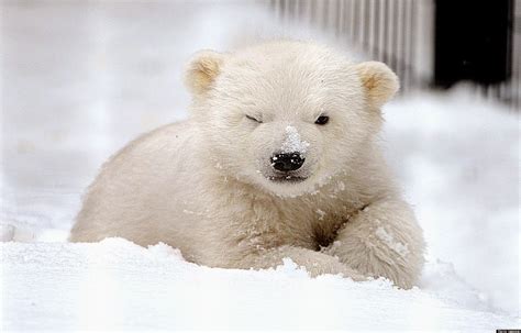 White Bear Baby In Snow | Photo Wallpapers