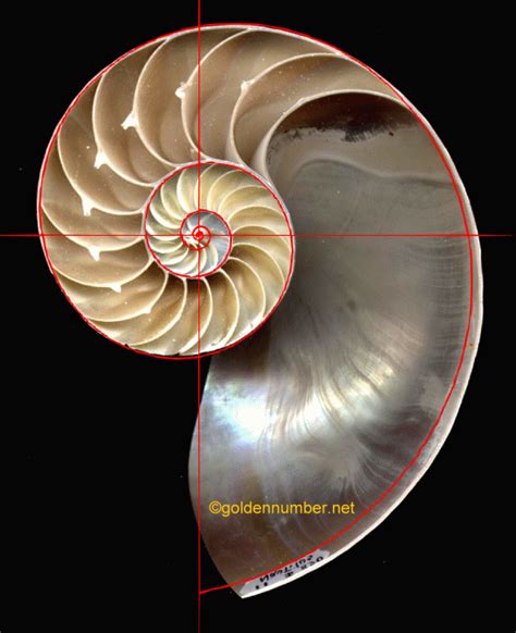 The Nautilus shell spiral as a golden spiral