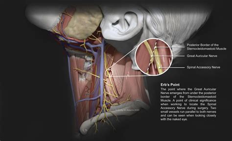 CAHID Anatomy on Twitter: "Check out this gallery feature from ...