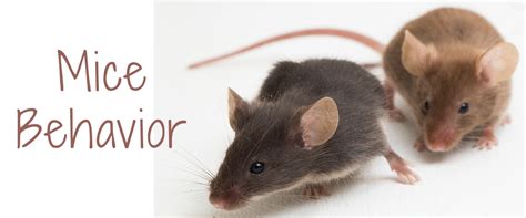 Mice Behavior: What Do Their Habits Mean? | Small Pet Select