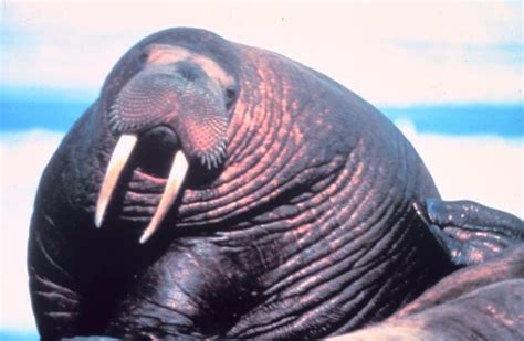 Picture 5 of 11 - Walrus (Odobenus Rosmarus) Pictures & Images ...