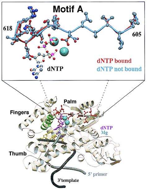 DNA polymerase active site is highly mutable: Evolutionary consequences ...