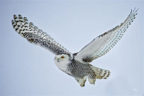 Snowy Owl in flight Photograph by Everet Regal - Pixels