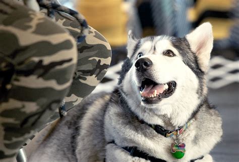 Veteran Services - Animal Rescue Foundation - Pets and Vets