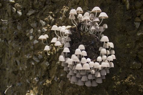 Forest fungi and their implications for a warming planet | Yale ...