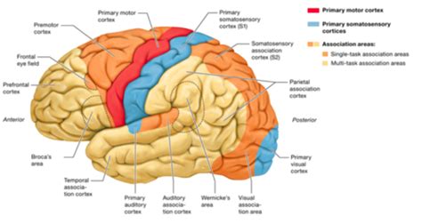 Precentral Gyrus Location : Human Brain Image Photo Free Trial Bigstock ...