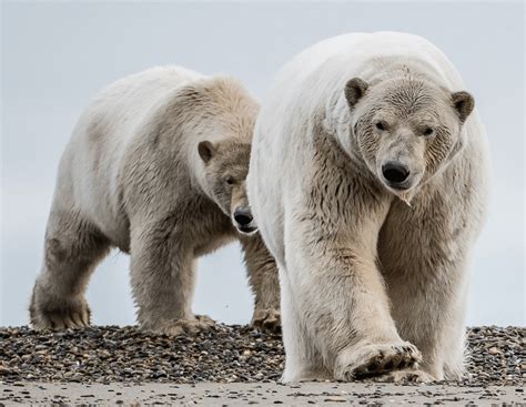 In the Village of Polar Bears - Alaska Magazine