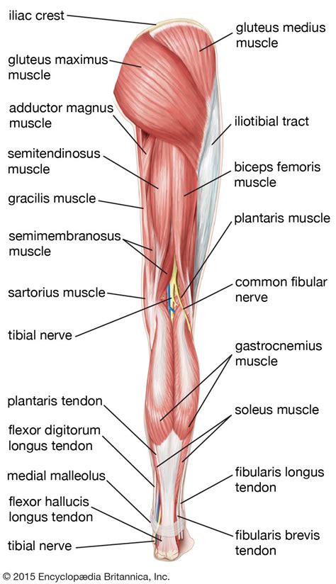 Gastrocnemius muscle | Calf Muscle, Plantar Flexion, & Movement ...