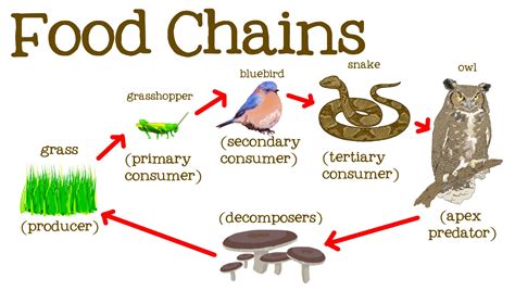 Food chain, trophic levels and flow of energy in ecosystem - Online ...