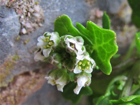 Danish Scurvy Grass, Cochlearia danica