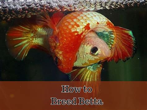 How to Breed Betta Fishes [With Pictures] - A Detailed Guide