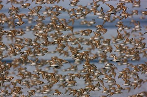 Shorebird Migration | Photos by Ron Niebrugge