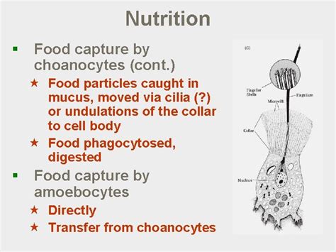 Invertebrate Zoology Lecture 5 Phylum Porifera Lecture outline