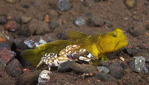 'Let's work together' - Symbiosis in Malapascua Marine Life | Evolution ...