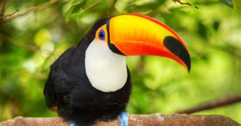 Toucan Bird Wallpapers - Top Free Toucan Bird Backgrounds - WallpaperAccess