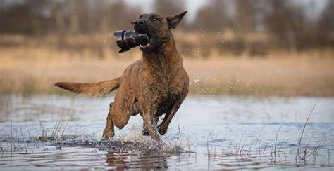 Dutch Shepherd Guide (Lifespan, Size & Characteristics)